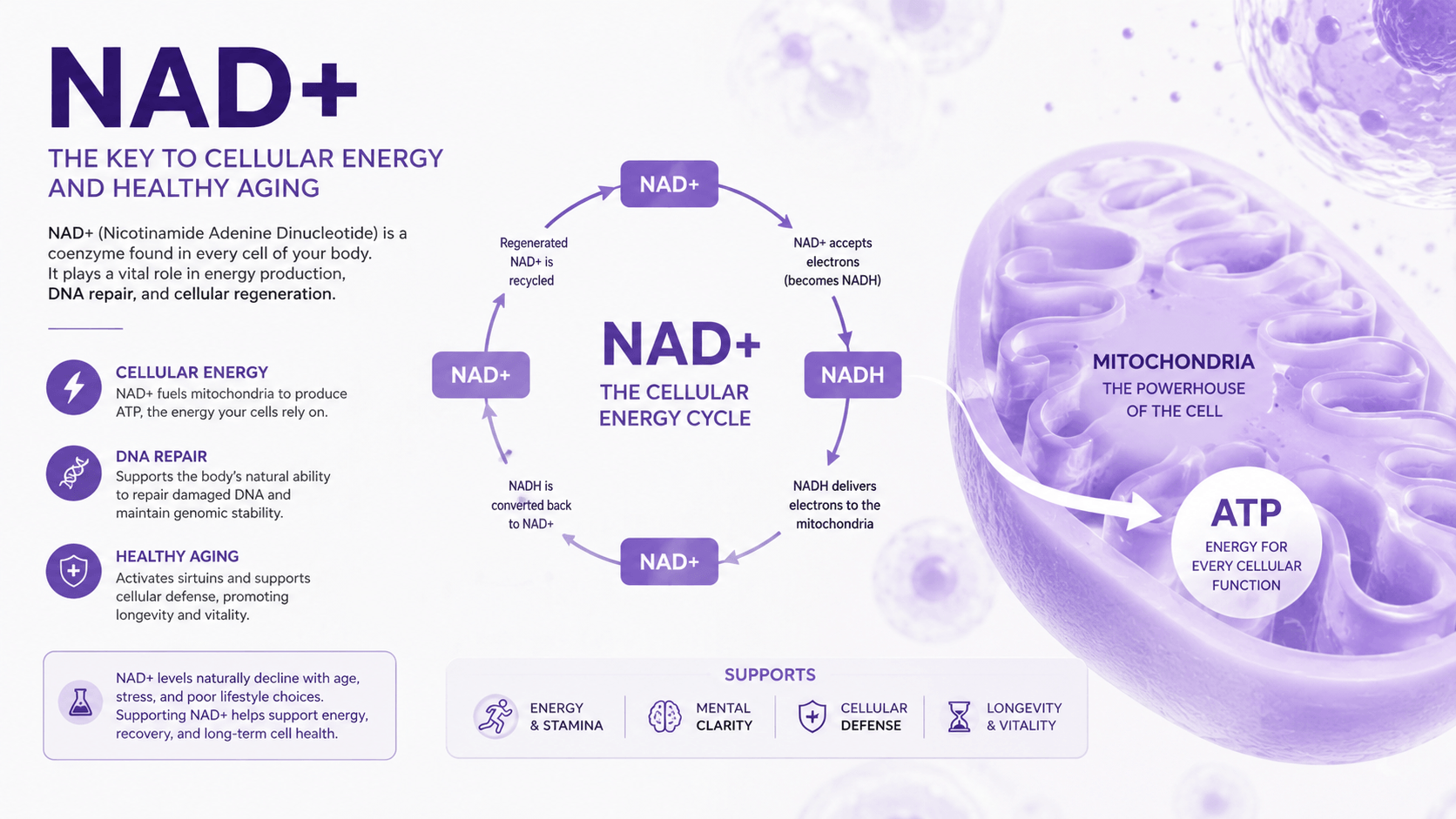 NAD+ mitochondrial energy ATP production research illustration