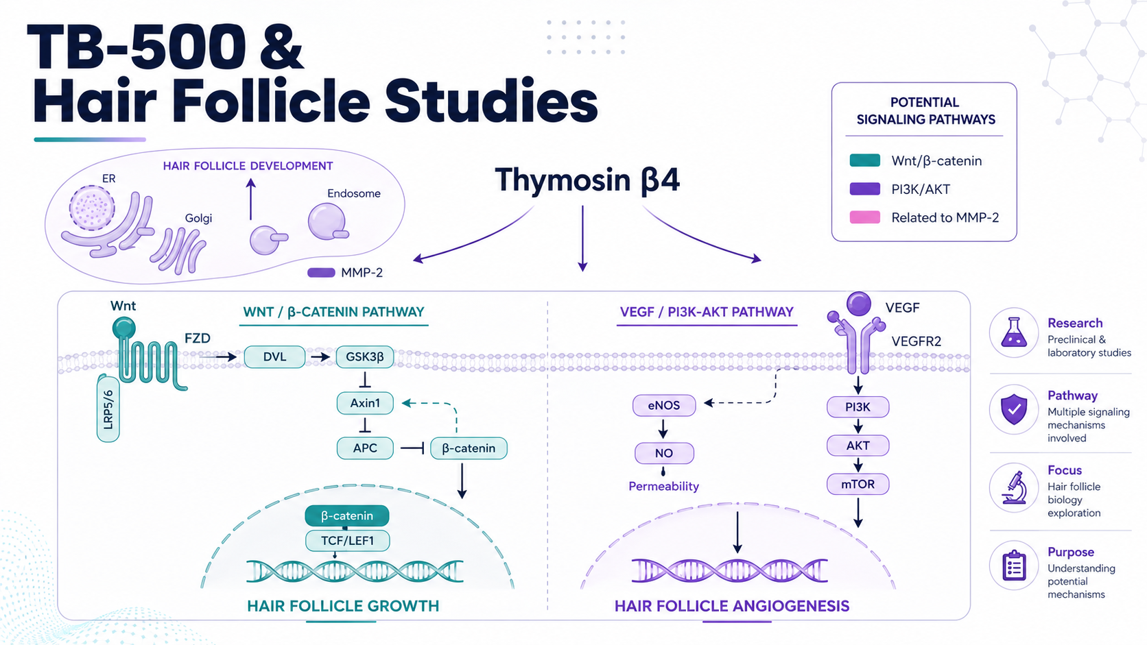 TB-500 and hair follicle research by Purple Peptides